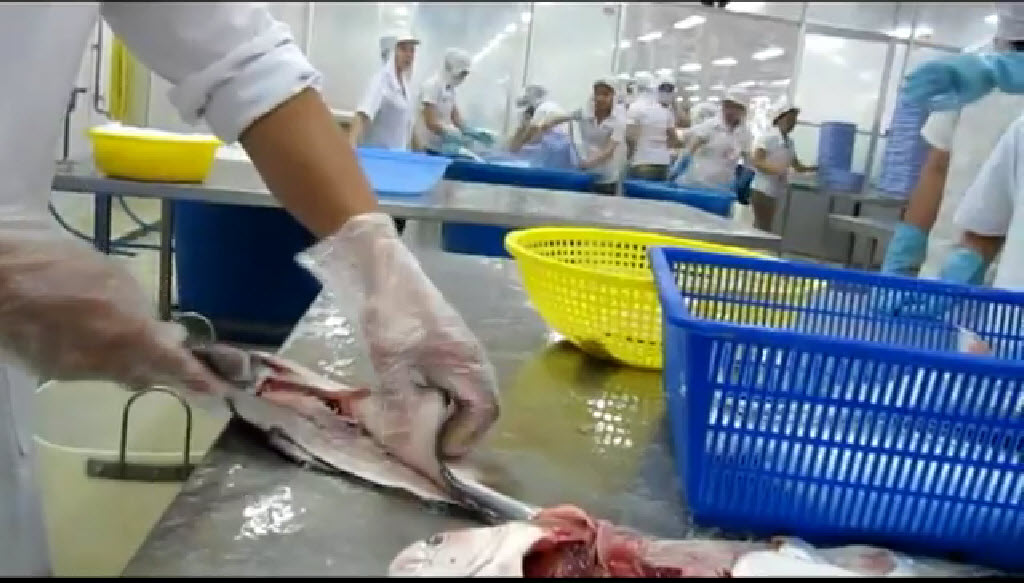 [Video] Sample preparation for Pangasius sensory evaluation workshop (2011) 