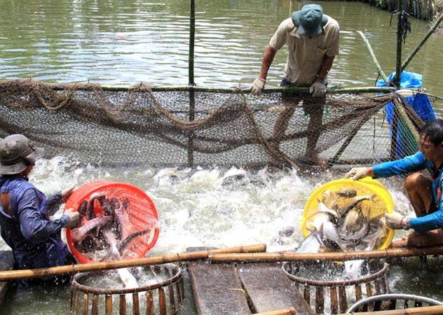 [Video] Sustainable development of Pangasius industry in Vietnam Part 12