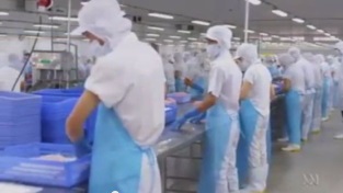 [Video]Australia campaign to correct misconceptions about Asian fish