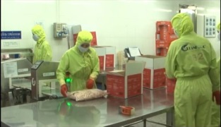 [Video] Vietnam shrimp Healthy and good for people