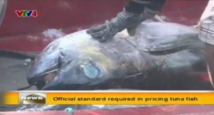 [Video] Official standard required in pricing tuna  