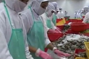 [Video] Shrimp Production and Processing in Vietnam