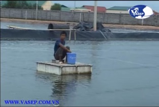 [Video] Shrimp Production and Processing in Vietnam