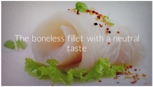What makes pangasius such a popular fillet across the world