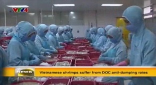 Vietnamese shrimps suffer from DOC anti dumping rates