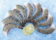 Minh Phu Seafood Corporation builds the largest cold storage in Mekong Delta