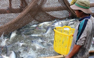 Pangasius farming area in Mekong Delta narrowed down