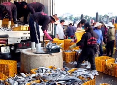 Fishermen net bumper haul, profit in January