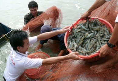 Ca Mau looks to develop shrimp sector