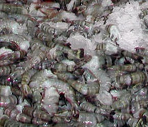 Nam Can District: Seafood exports up 38%