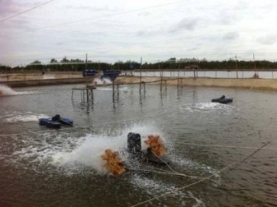Ben Tre: Fishery output hit over 200 thousand MT