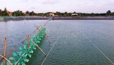 Bac Lieu: Intensive, semi-intensive shrimp stocking area hit 1,846 ha in May 