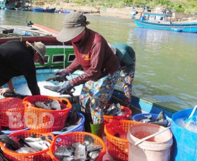 Binh Dinh: Aquaculture production in the province hit more than 4,641 MT
