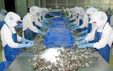 Duyen Hai (Tra Vinh): seafood production reaches over VND 1,724 billion