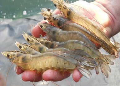 Vietnam shrimp has competitive advantage in the EU