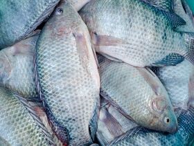 ASC Certified Tilapia in the Spotlight at Asian Sustainable Seafood Festival 