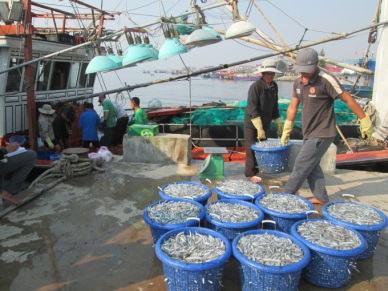 Quang Tri: The fishing output reached over 7,200 MT