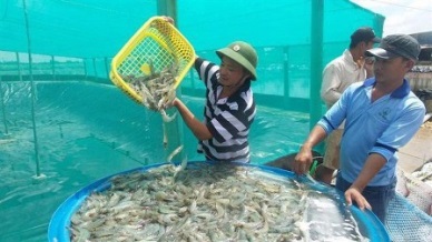 Bac Lieu: Seafood exports target to reach US$1 billion by 2025