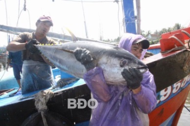 Binh Dinh: Ocean tuna output increased by 4%