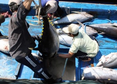 US increases tuna imports from Vietnam