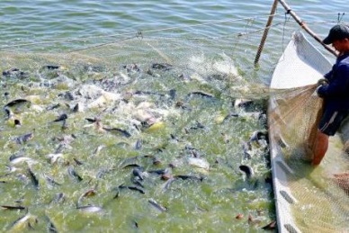 An Giang: Farming quality pangasius for exports