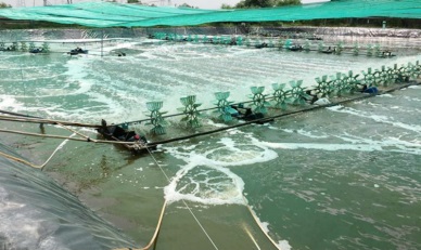 Ca Mau province strives to expand export markets