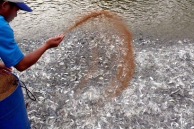 Productivity, efficiency of pangasius production compared with European salmon, seabass, seabream