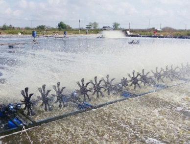 Ca Mau: The area for super-intensive shrimp farming touched 300 ha