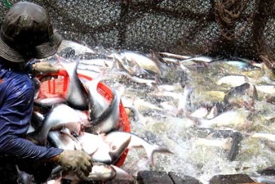 Seafood sector aims to produce 6.4 million tonnes this year