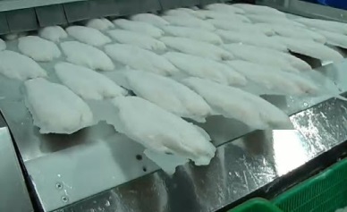 Can Tho: pangasius export value increased by 20 per cent
