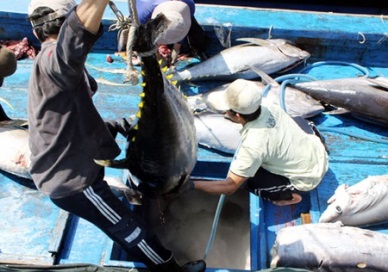 JICA supports for Vietnam tuna projects