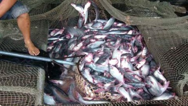 Pangasius production up 10.5% in January 2015
