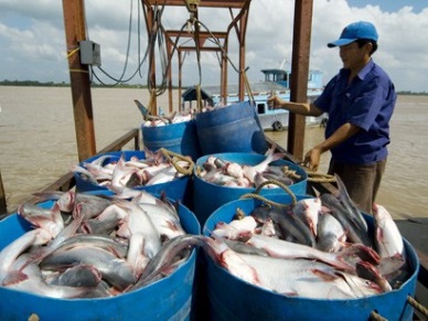 10% increase in pangasius export value this year