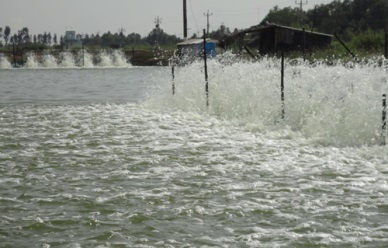 Ca Mau: Fish production rose 3% in Sep 2016