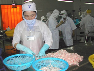 Ca Mau: fish production increases