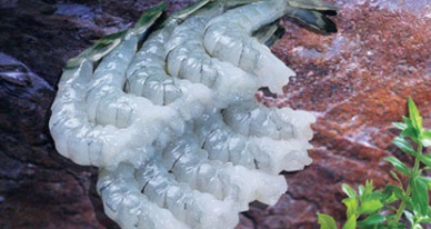 Shrimp exports to Japan slow down