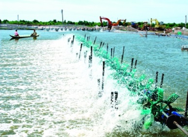 Ca Mau: Massive shrimp farming area increases