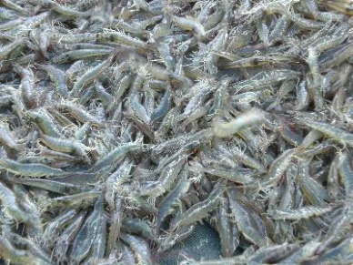 10 remarkable points in shrimp production and export in Q.II/2012