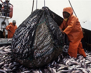 Chilean hake overfished, warns expert