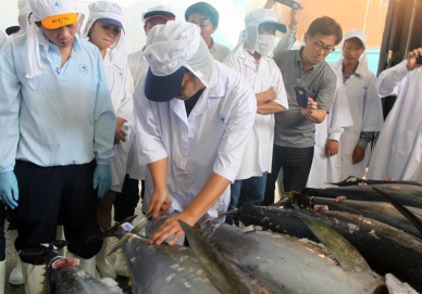 Tuna: a route to Japan
