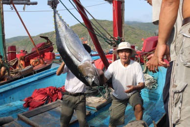 Binh Dinh fishermen net bumper catch