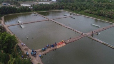 Bac Lieu to expand 2 sustainable shrimp farming models