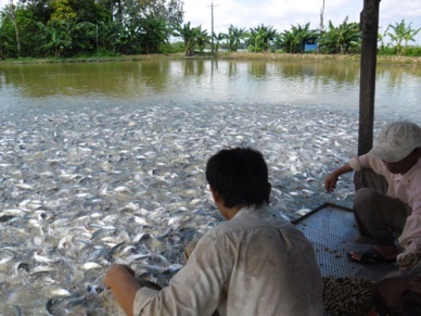 Pangasius fish price increases in Mekong Delta
