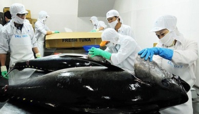 Covid-19 impact on exports of live, fresh tuna 