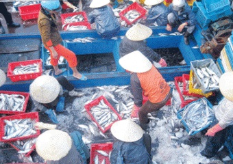 Quang Trach (Quang Binh): Capture and aquaculture production reached 6,000 MT