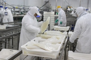 ASEAN boosted imports of live/fresh/frozen squid from Vietnam