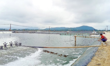 Thanh Hoa: Fisheries output in Jan-Jun 2017 gained 78,932 MT