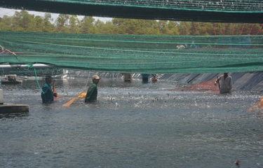 Minh Phu forced to adjust business plan to COVID-19 realities