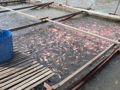 Freshwater Aquaculture