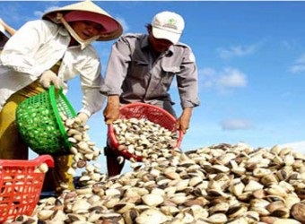 Circular 33/2015/TT-BNNPTNT on regulations on monitoring of food hygiene and safety in harvests of bivalve mollusks